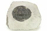 Bargain, Hollardops Trilobite - Ofaten, Morocco #254483-1